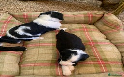 Bernedoodle dogs for sale: Standard Size Bernedoodle  - Image 21