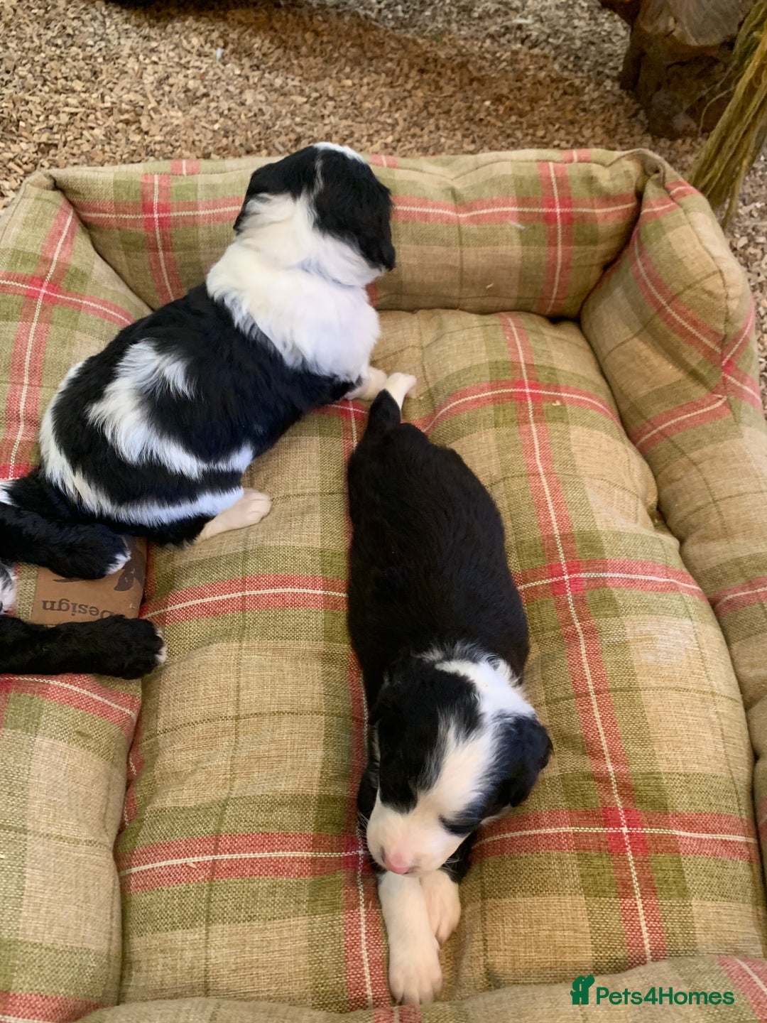 Bernedoodle dogs for sale: Standard Size Bernedoodle  - Image 21
