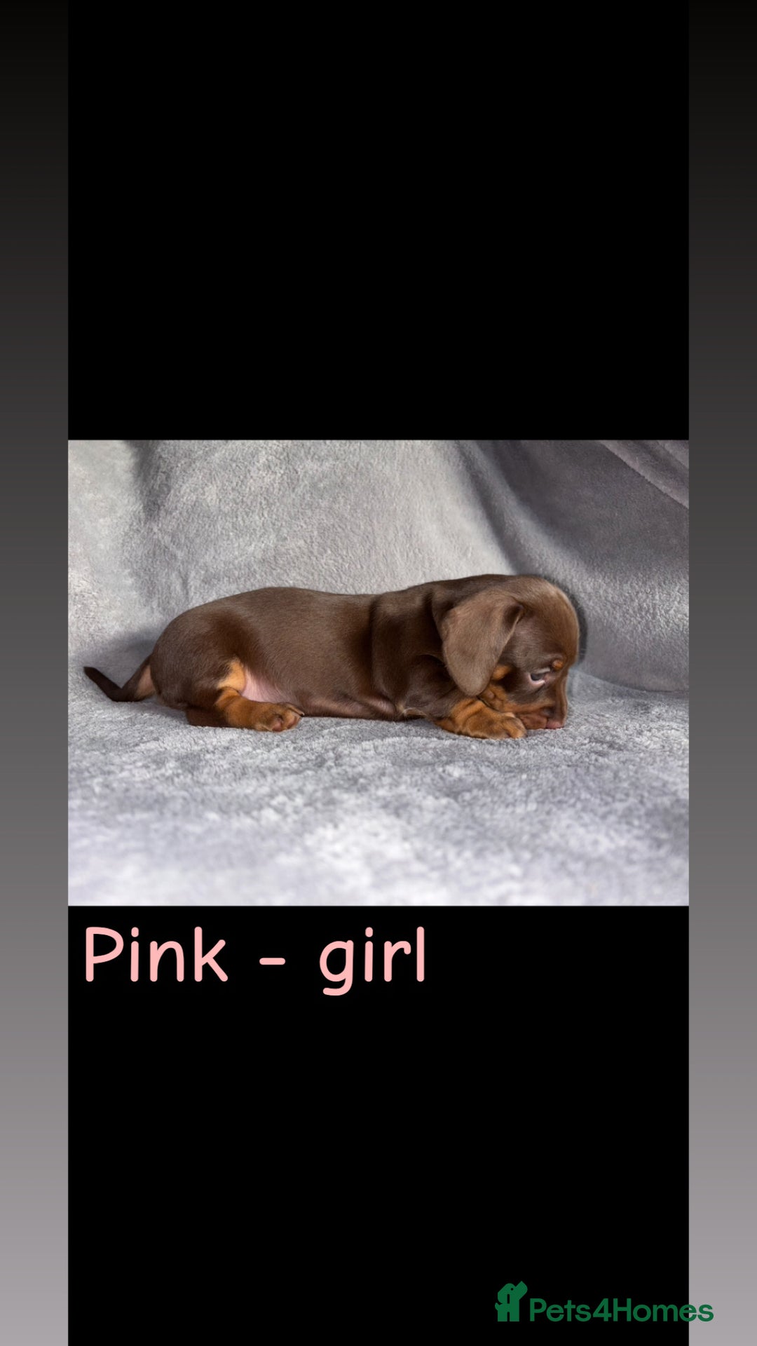 Miniature Dachshund dogs for sale: One male left. LAST PUP Miniature dachshund!  - Image 9