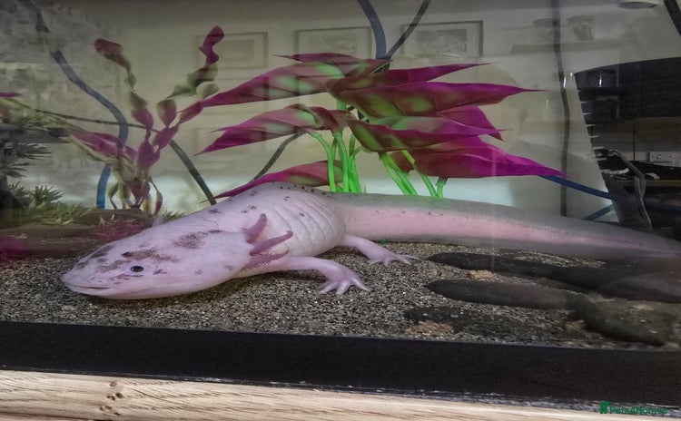 Axolotl reptiles Male Axolotl looking for a new home - Advert 1
