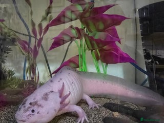 Axolotl reptiles Male Axolotl looking for a new home - Advert 2