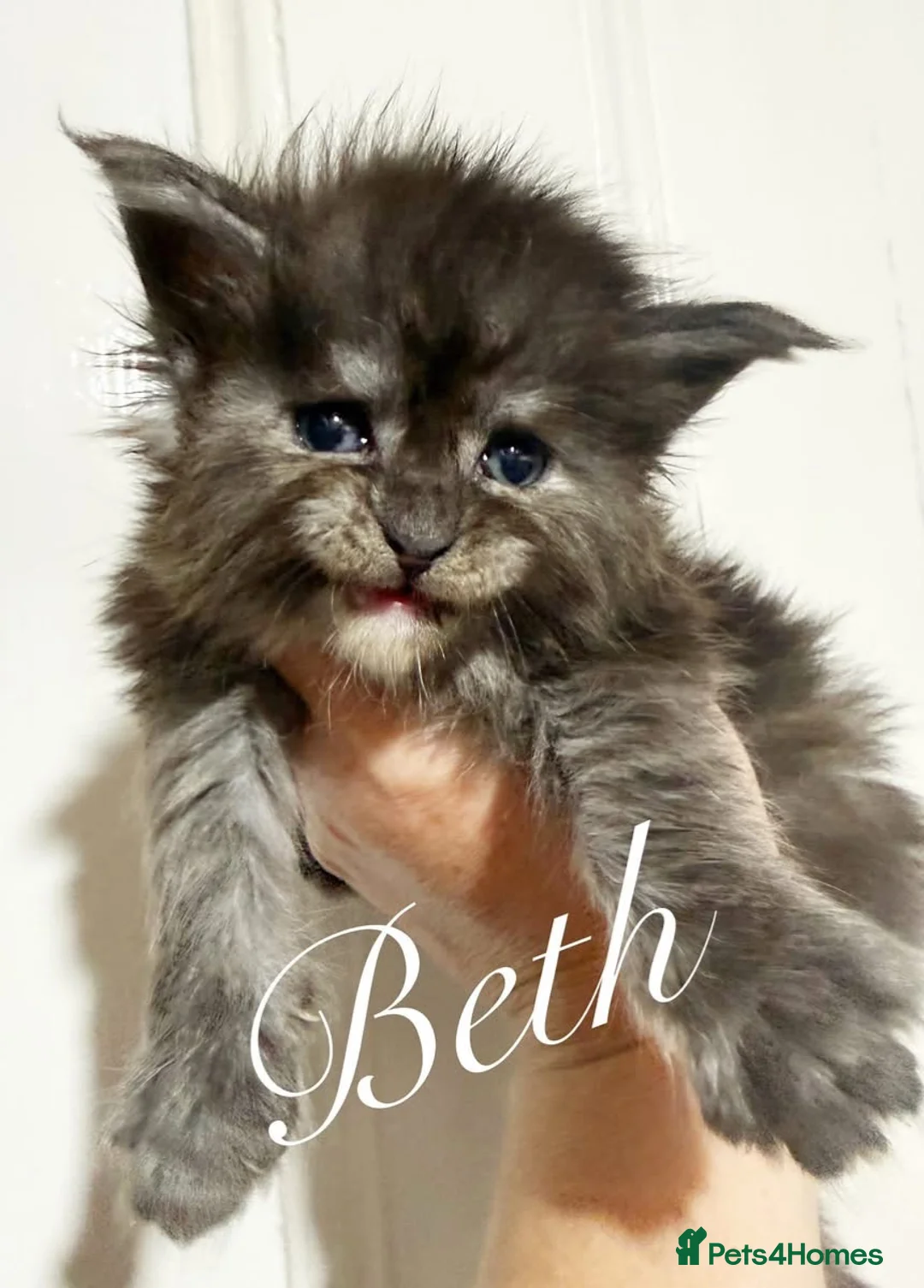 Maine Coon cats for sale: ANDERPRIDE has new Cub arrivals  - Advert 1
