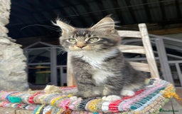 Maine Coon cats for sale: Full pedigree MaineCoon kittens  - Image 9