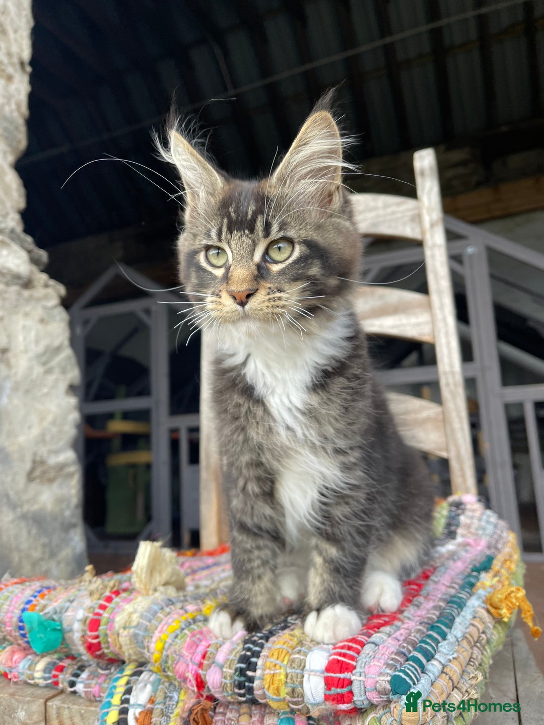 Maine Coon cats for sale: Full pedigree MaineCoon kittens  - Image 9
