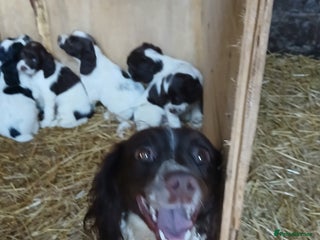English Springer Spaniel dogs SPRINGER SPANIELS 4 GIRLS AND 2 BOYS AVAILABLE - Advert 9