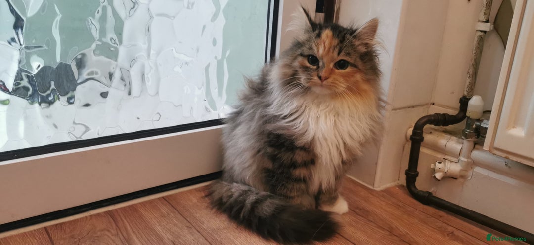 Siberian cats for sale: Unique Siberian Calico kitten  - Advert 5