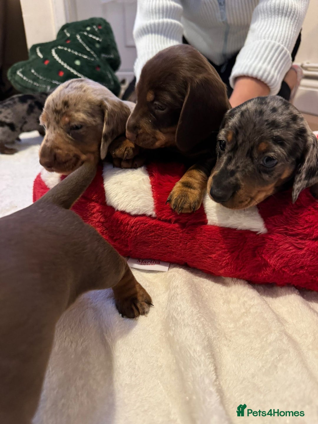Miniature Dachshund dogs for sale: Miniature Dachshund puppies. Readying Soon! - Image 9