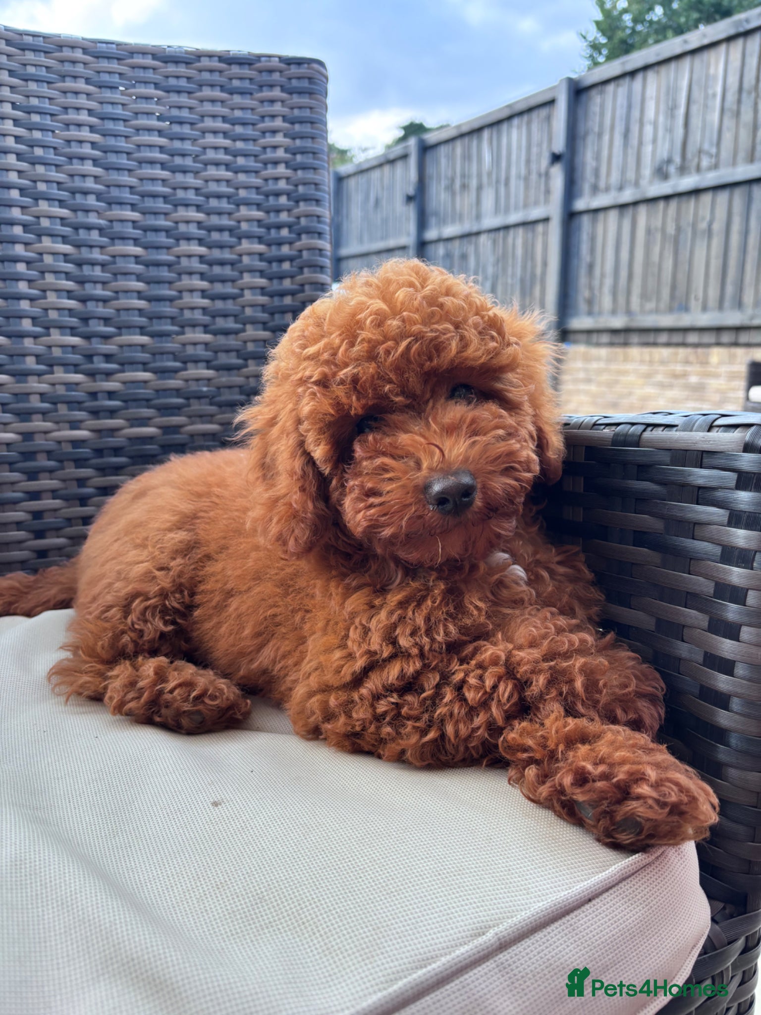 Miniature Poodle dogs **For Stud** - Advert 1