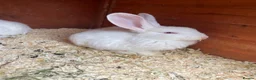 New Zealand rabbits for sale: White Albino New Zealand’s for sale  in Dewsbury - Advert 3