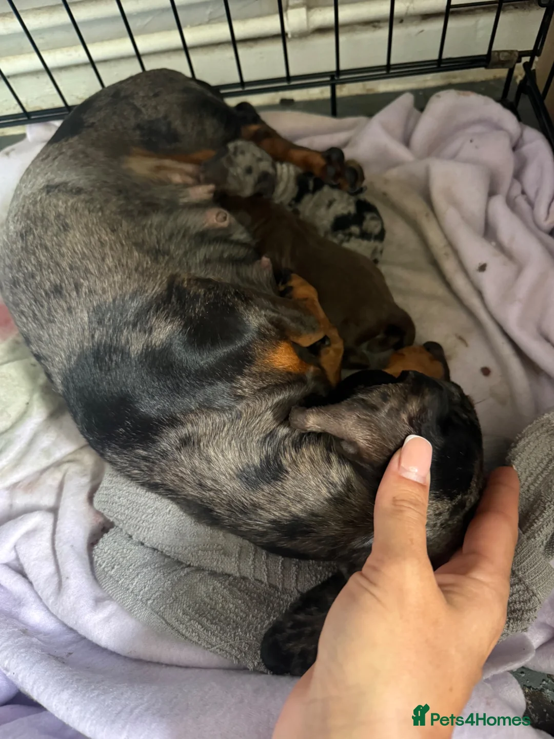 Doxiepoo dogs for sale: 2 left!  - Advert 1