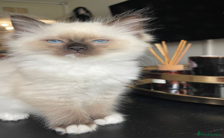Ragdoll cats - Advert 16