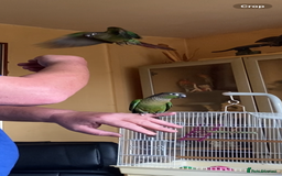 Conures birds for sale: Baby silly tame green cheek conures  - Image 3