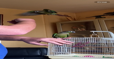 Conures birds - Advert 8