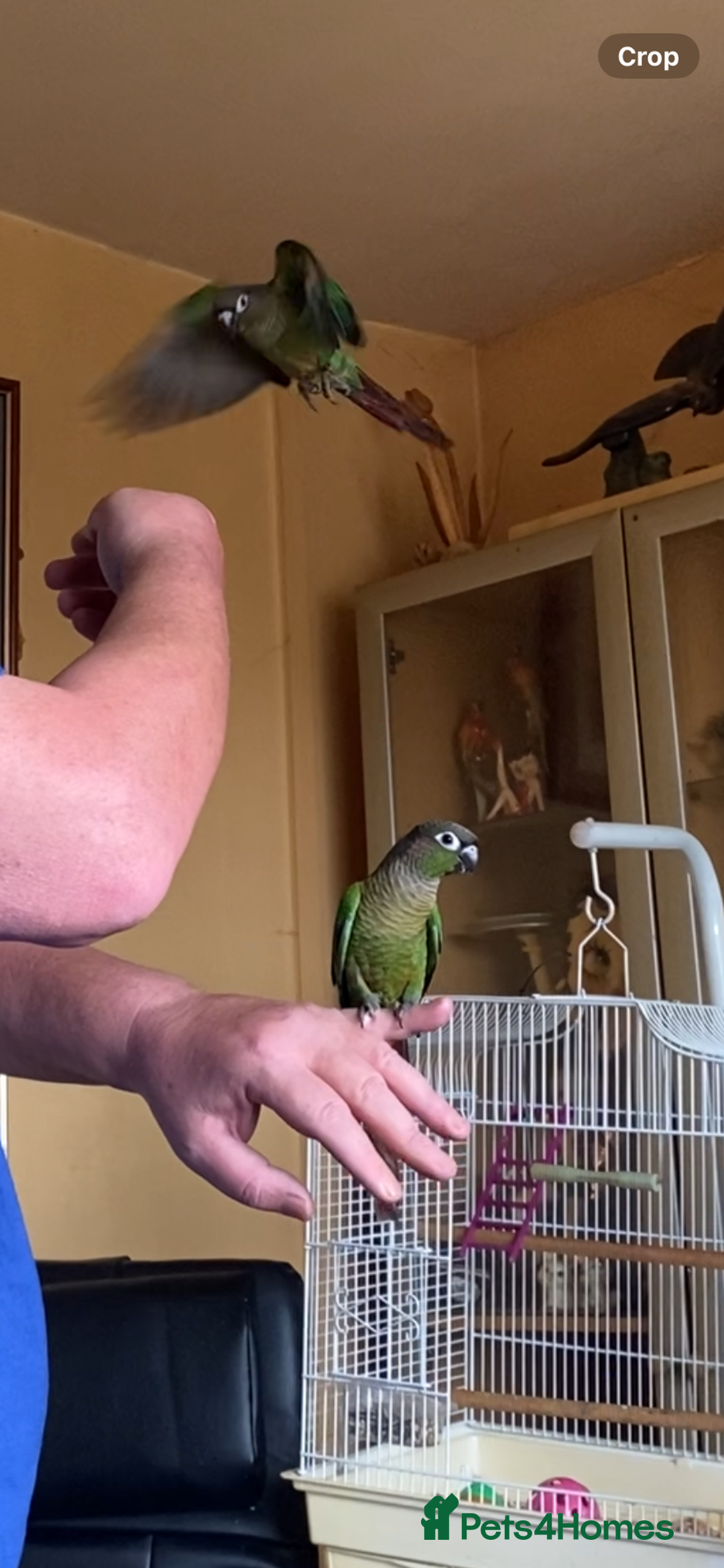 Conures birds for sale: Baby silly tame green cheek conures  - Image 3