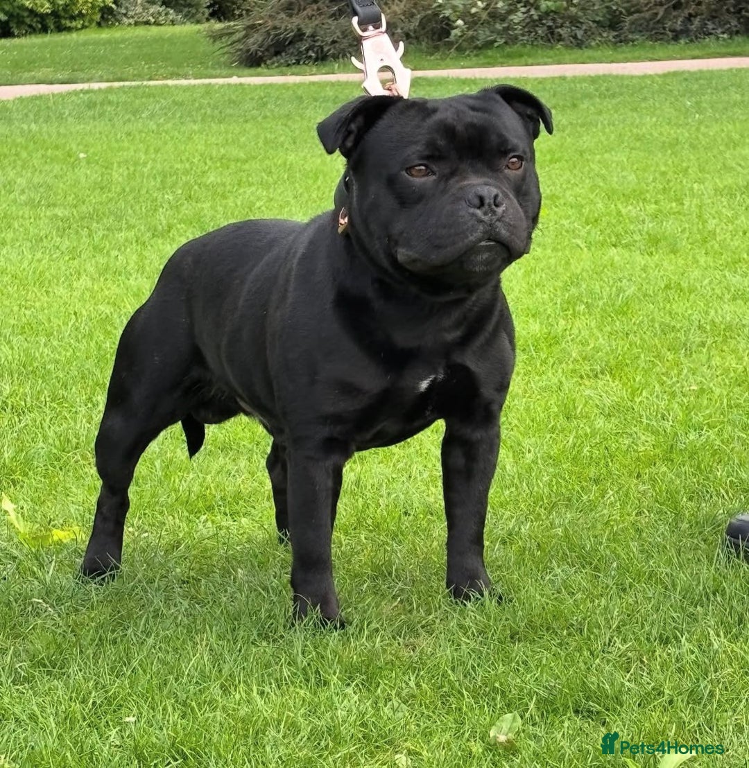 Staffordshire Bull Terrier dogs for sale: Champion Bloodline Stafforshire Bull Terrier Pups - Advert 13