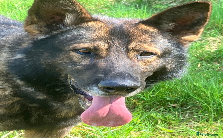 German Shepherd dogs - Advert 5