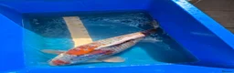 Koi Carp fish for sale: 65/70cm Kase Gin Rin Ochiba Koi in Birmingham - Advert 2