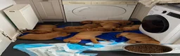 Labrador Retriever dogs for sale: Fox red Labrador puppies in Torpoint - Advert 8