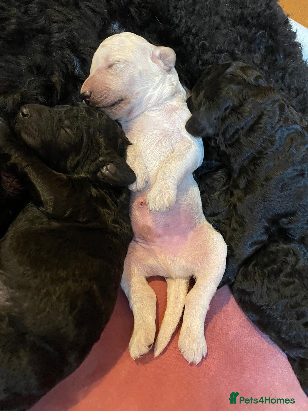 Standard Poodle dogs for sale: Seven Wonders of Standard Poodle Puppies - Advert 6