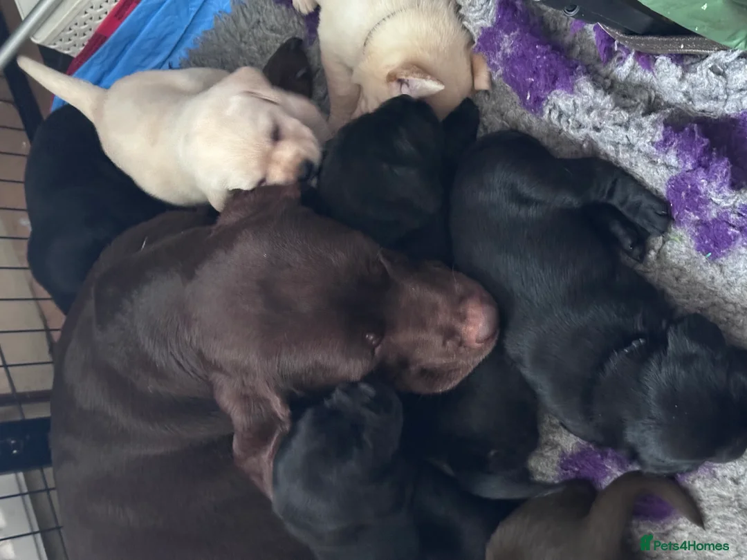 Labrador Retriever dogs for sale: Labrador Ready 23 February - Advert 7