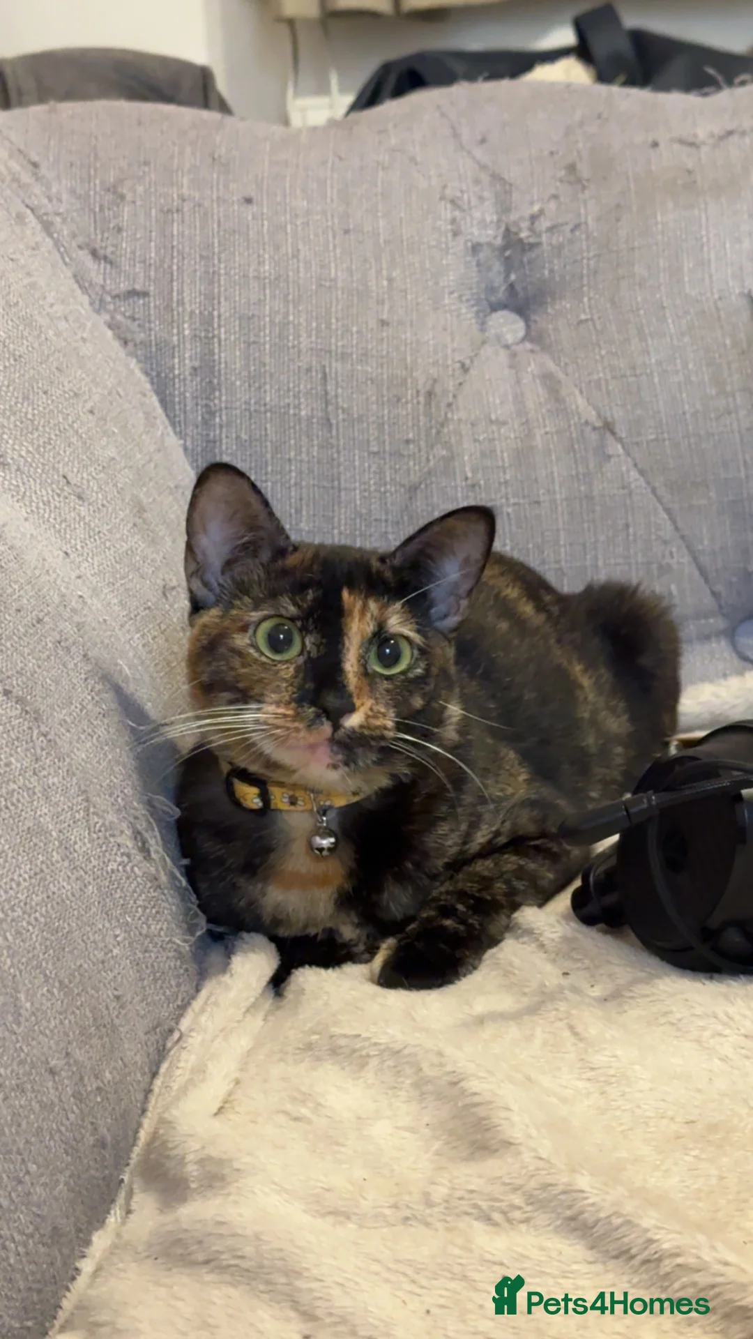 Domestic Shorthair cats for sale: Mum and daughter cat  in Loughborough - Advert 2