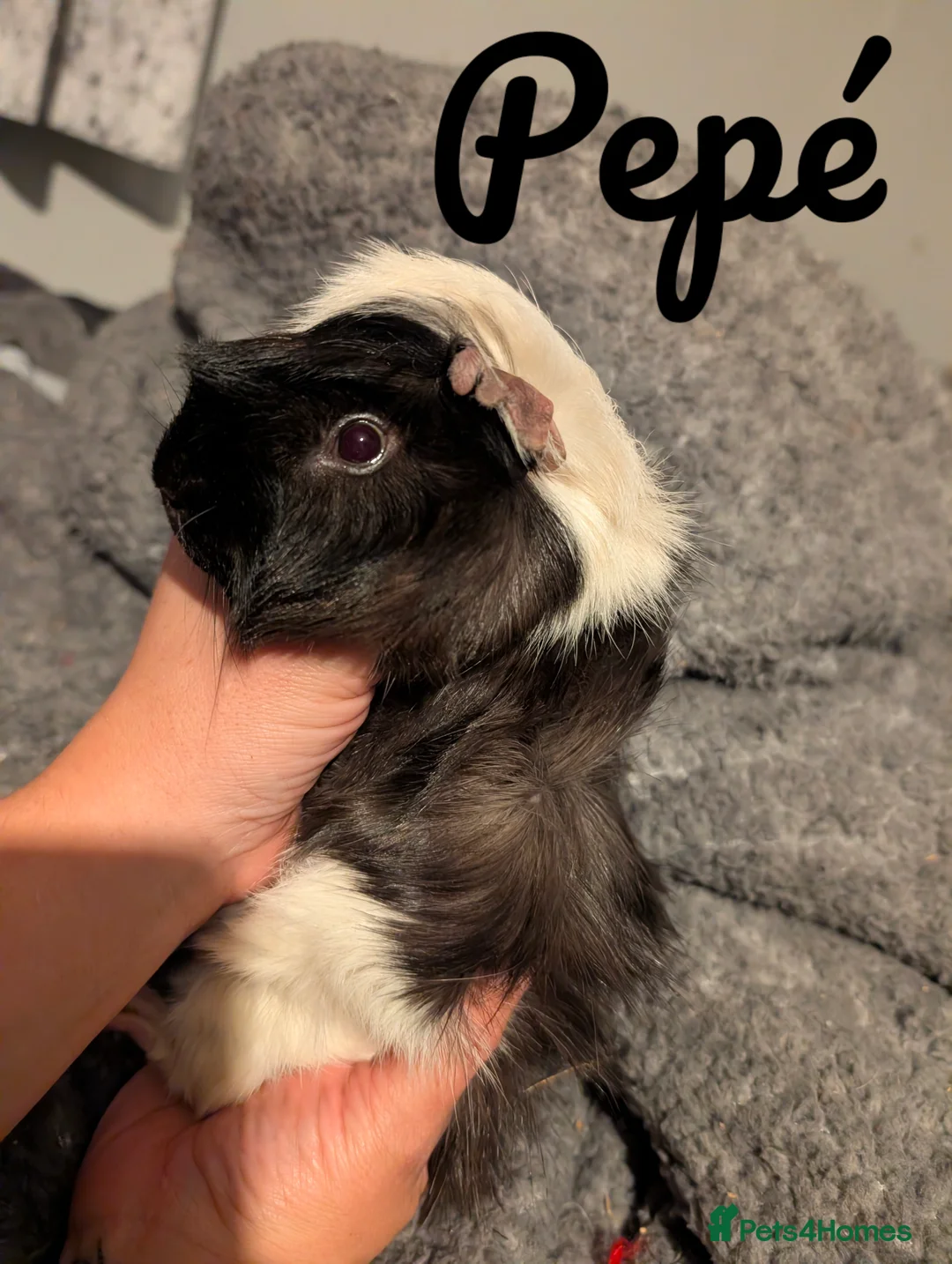 Guinea Pig rodents for sale: Lovely male Guinea pigs - Advert 2