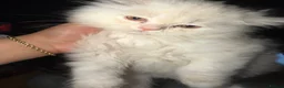 Persian cats for sale: PURE Persian kittens in rare color  - Advert 2