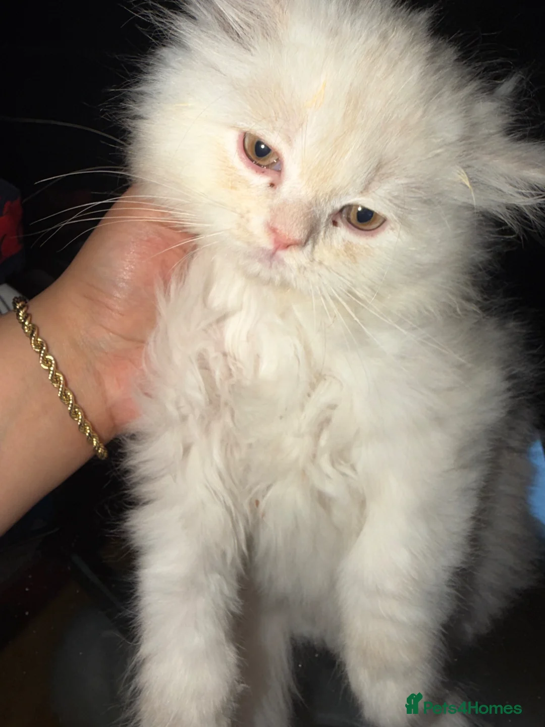 Persian cats for sale: PURE Persian kittens in rare color  - Advert 2