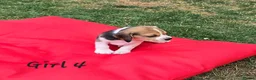 Beagle dogs for sale: Gorgeous KC reg puppies - Advert 34