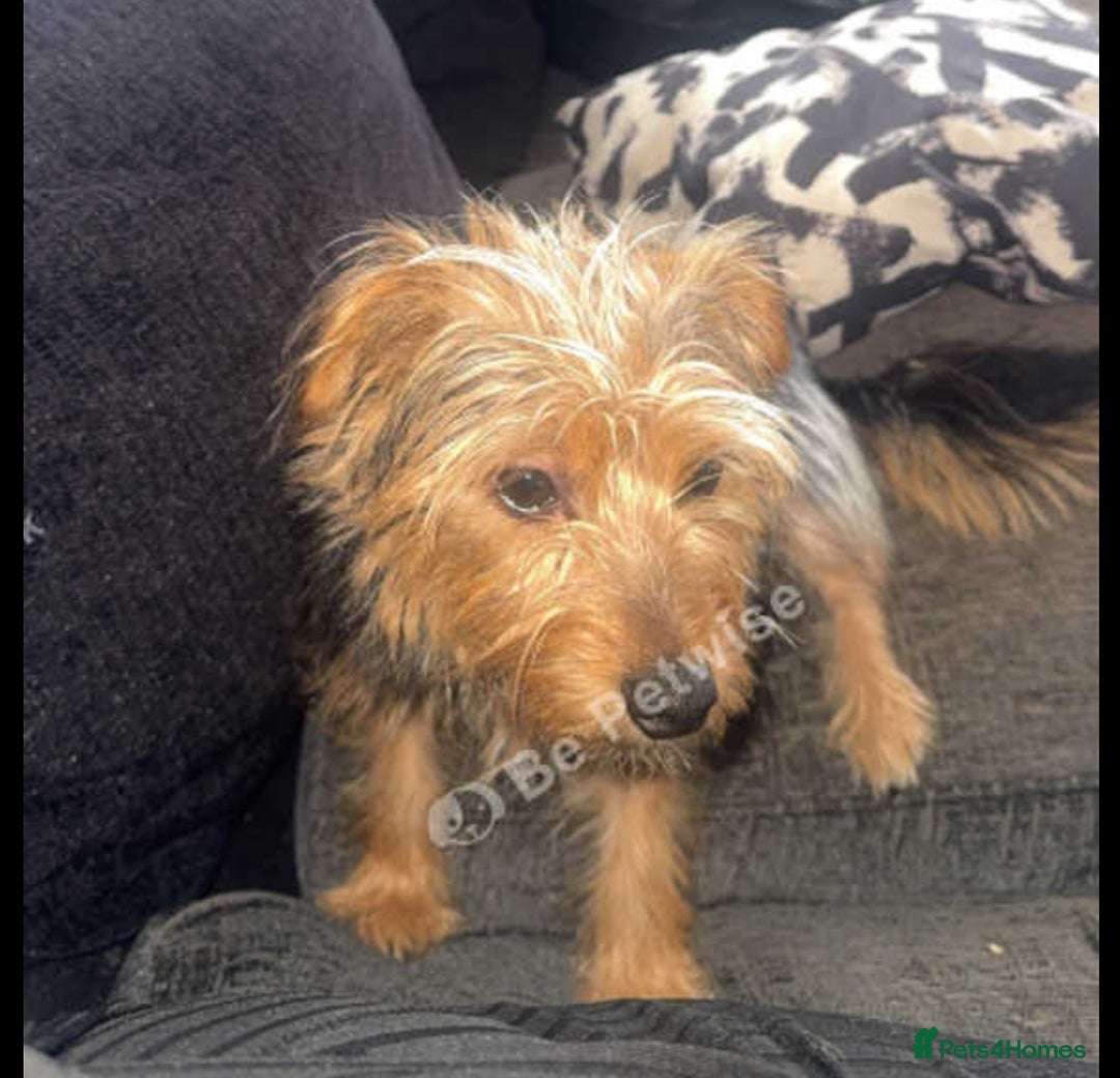 Mixed Breed dogs for sale: Beautiful girl looking for forever home - Image 3