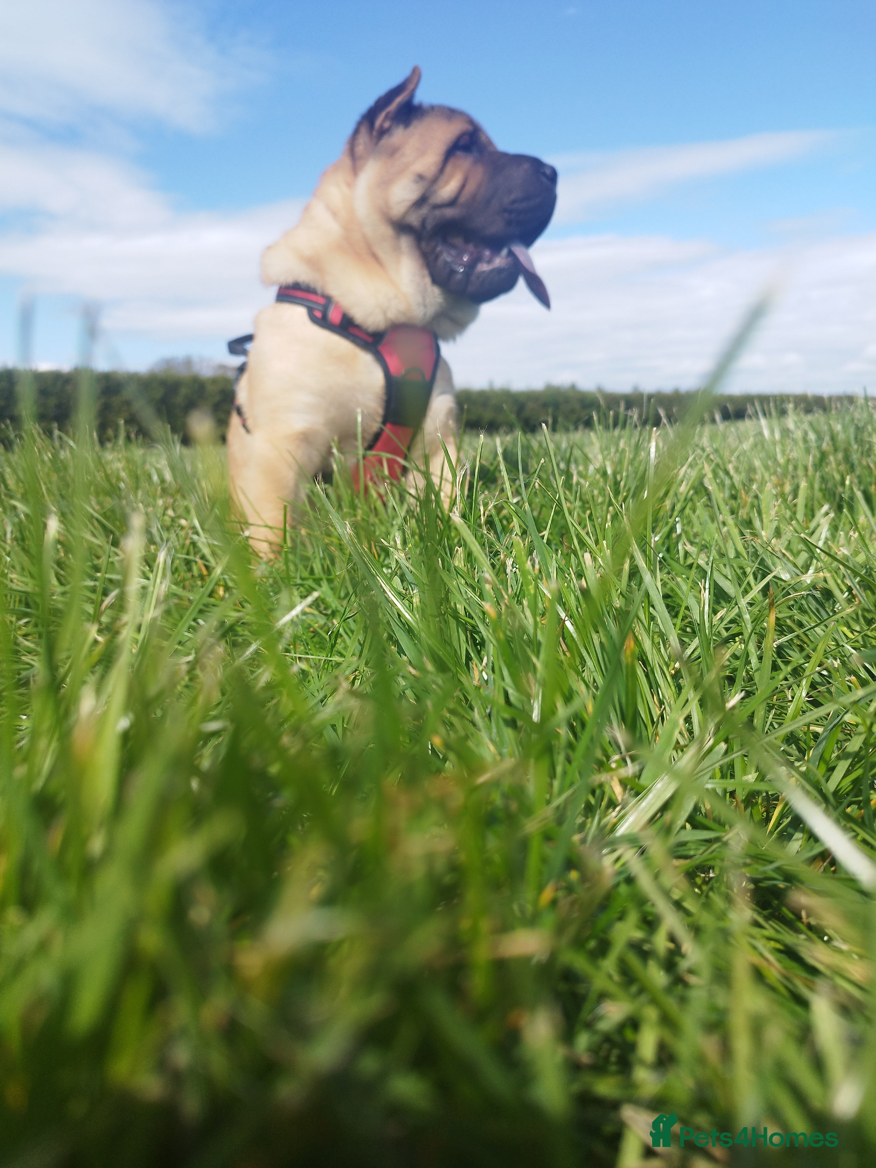 Mixed Breed dogs For sale Chow-Pey - Advert 5