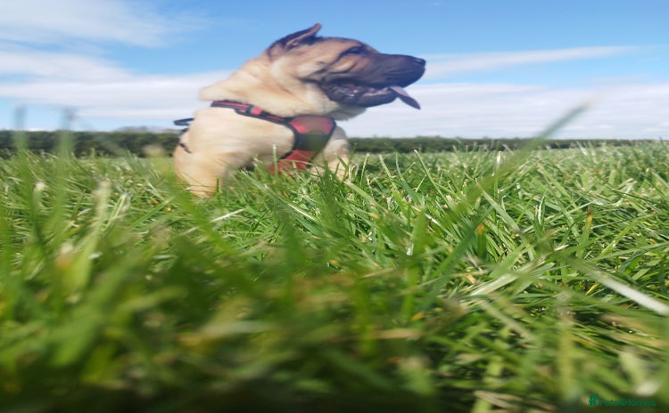 Mixed Breed dogs - Advert 1