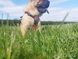 Mixed Breed dogs - Advert 30