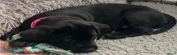 Labrador Retriever dogs for sale: Ready now litter of KC reg Labrador puppies  - Advert 3