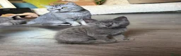 British Shorthair cats for sale: British shorthair kittens  - Advert 5