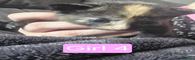 Mixed Breed 4
