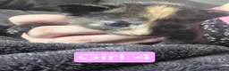 Mixed Breed cats for sale: Mixed breed kittens  - Advert 5
