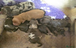 Cockapoo dogs for sale: Cockapoo puppies - Image 38