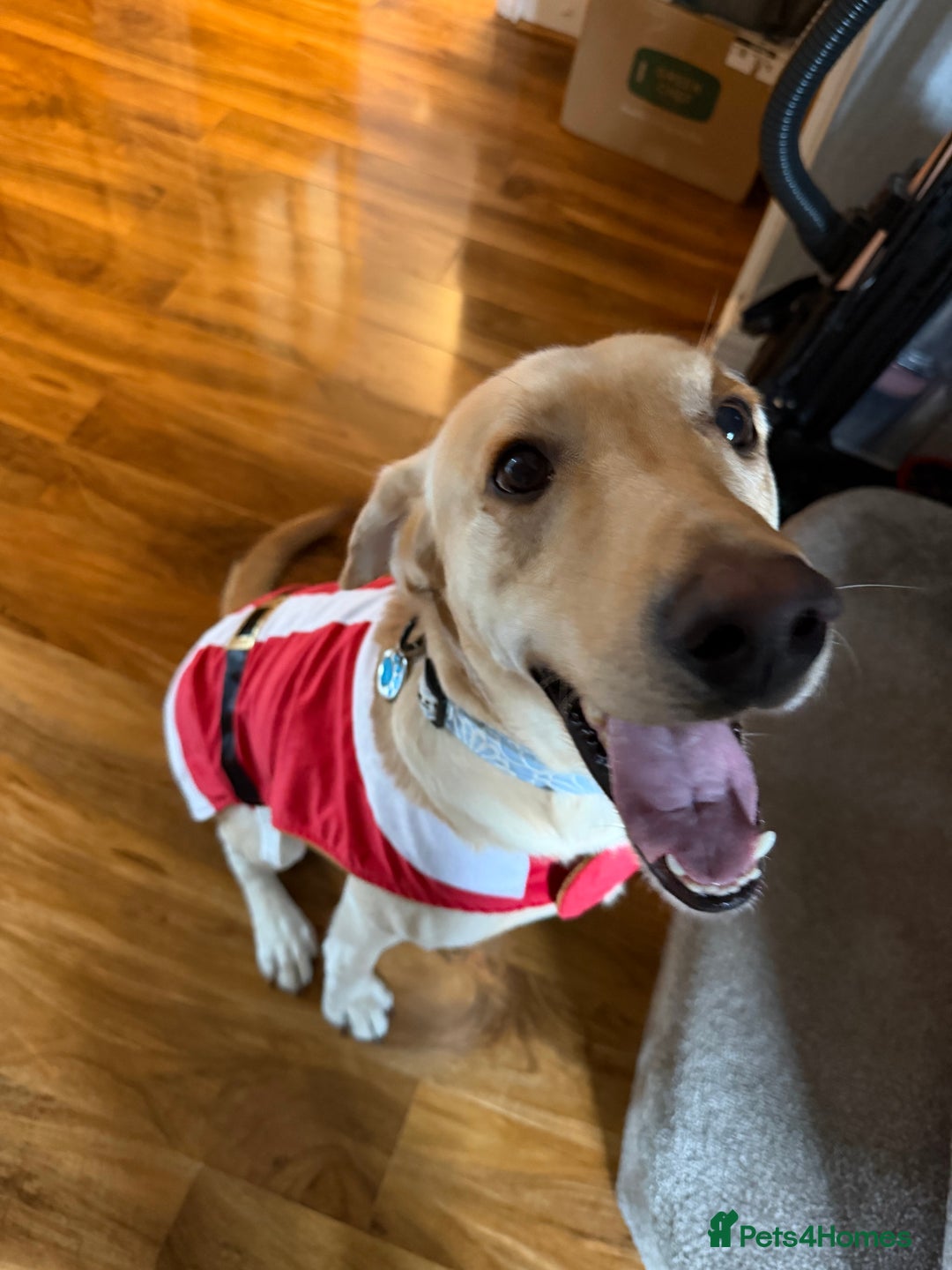 Labrador Retriever dogs for sale: 3 year old Yellow male loving friendly Labrador - Advert 2