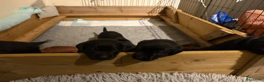 Labrador Retriever 2