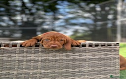 Hungarian Vizsla dogs for sale: KC registered Vizsla puppies  in Tiverton - Image 3