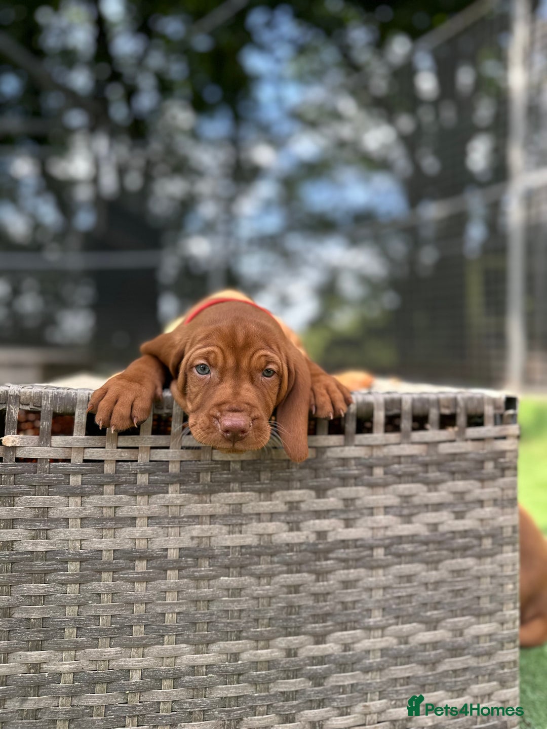Hungarian Vizsla dogs for sale: KC registered Vizsla puppies  in Tiverton - Image 3