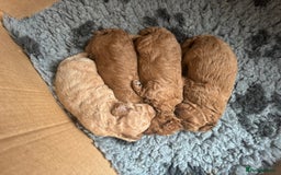 Poochon dogs for sale: Male poochon F1b - Image 9