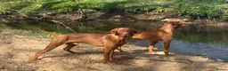 Hungarian Vizsla dogs for sale: Hungarian Vizsla expected litter June 2026 in Richmond - Advert 5