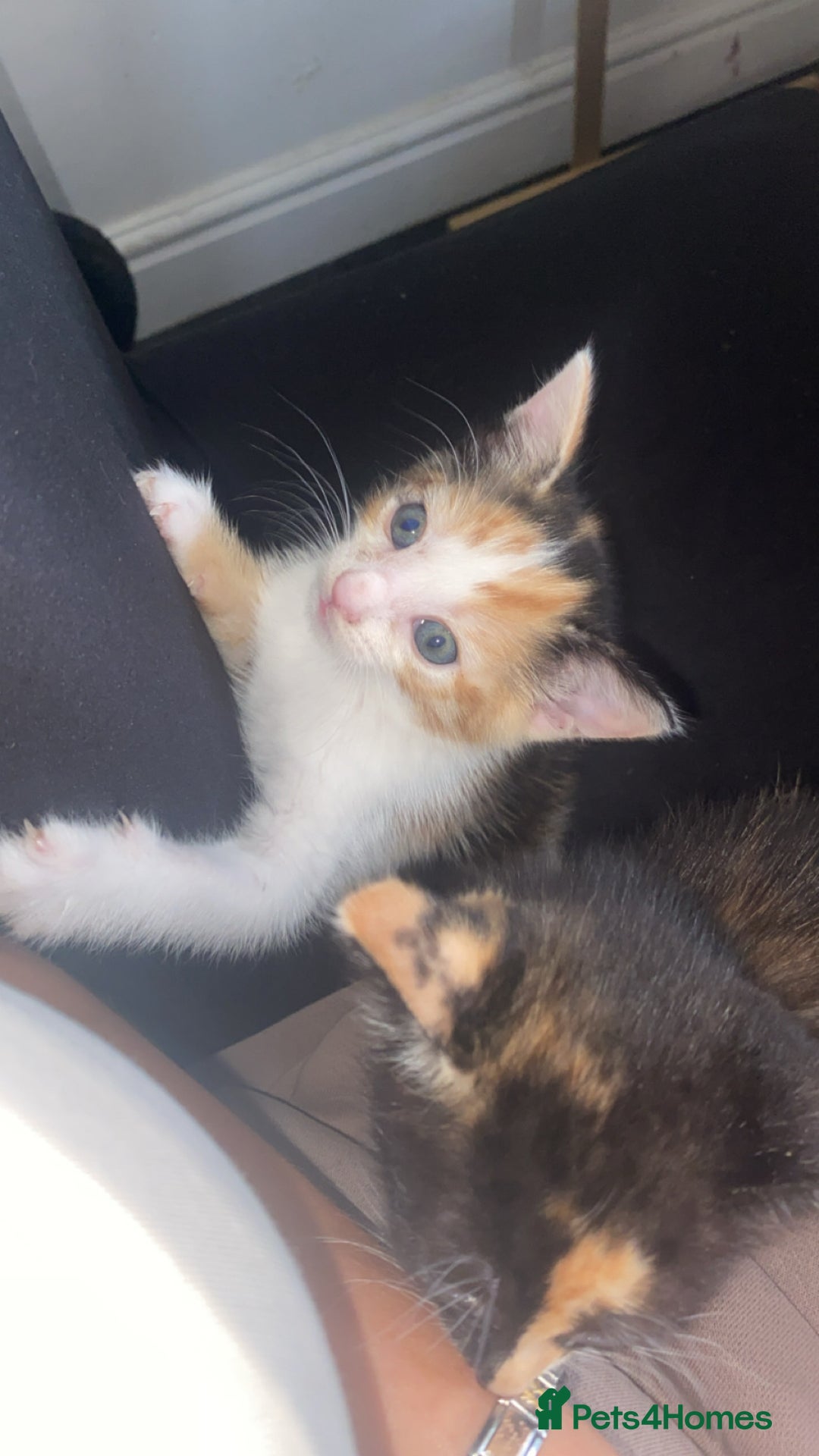 British Shorthair cats for sale: 4 beautiful kittens - Image 8