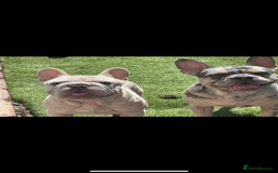 French Bulldog dogs for stud: Lilac Merle frenchie  - Image 3