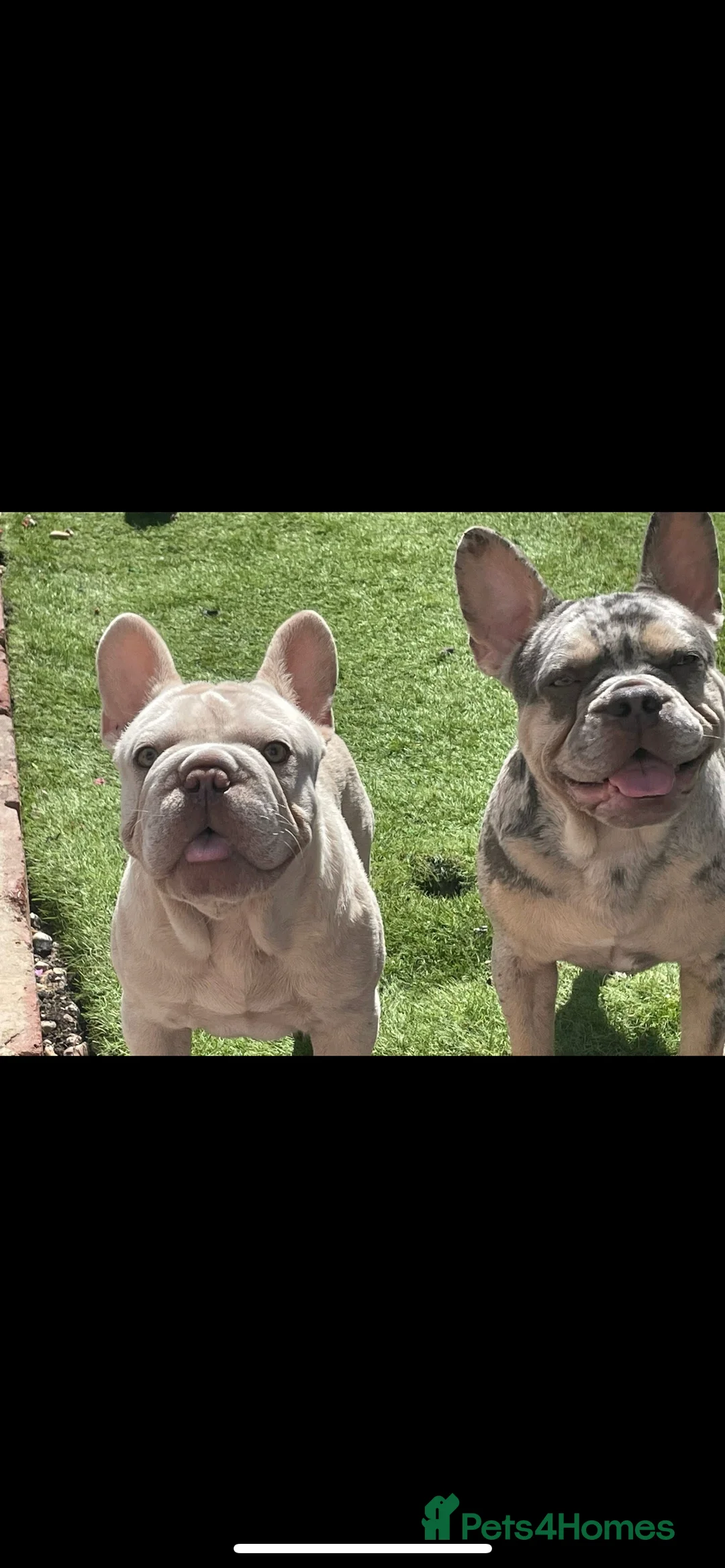 French Bulldog dogs for stud: Lilac Merle frenchie  - Advert 4