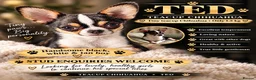 Chihuahua dogs for stud:  **  chihuahua 1.5kg stud TED in Barnsley - Advert 1