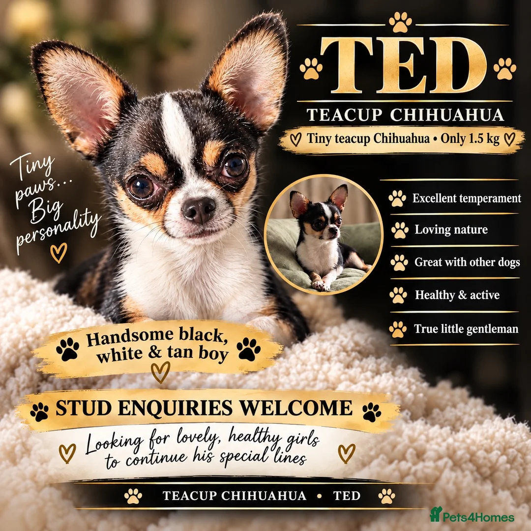Chihuahua dogs for stud:  **  chihuahua 1.5kg stud TED in Barnsley - Advert 1