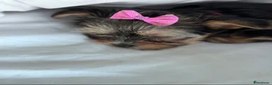 Yorkshire Terrier 1